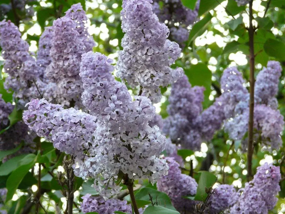 Сирень Престона `Дональд Вайман``Donald Wyman`