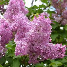 Сирень гиацинтовая `Бюффон``Buffon`