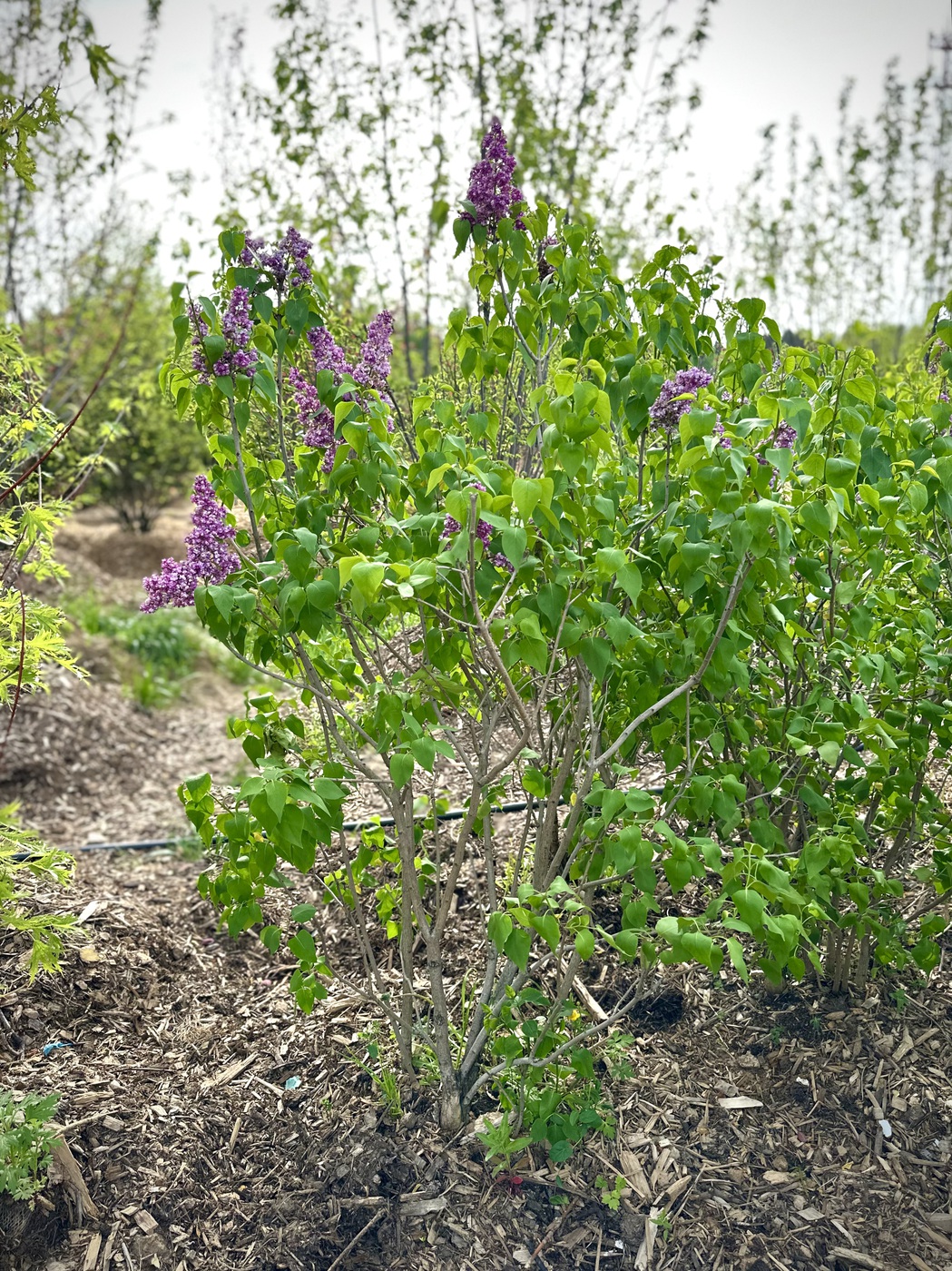 Сирень обыкновенная `Леонид Колесников` — изображение 2