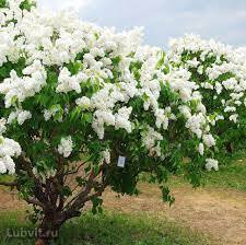 Сирень обыкновенная `Память о Колесникове`