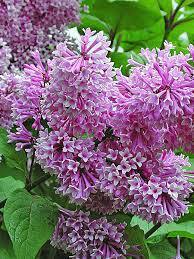 Сирень Престона