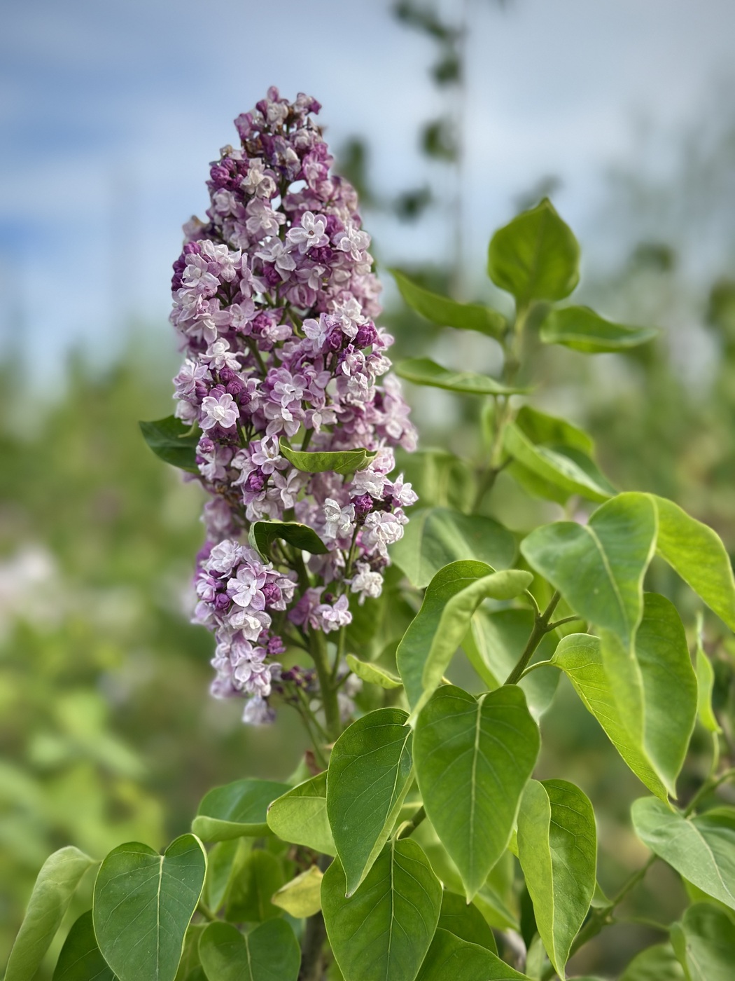 Сирень обыкновенная `Катерина Хавемейер``Katherine Havemeyer`