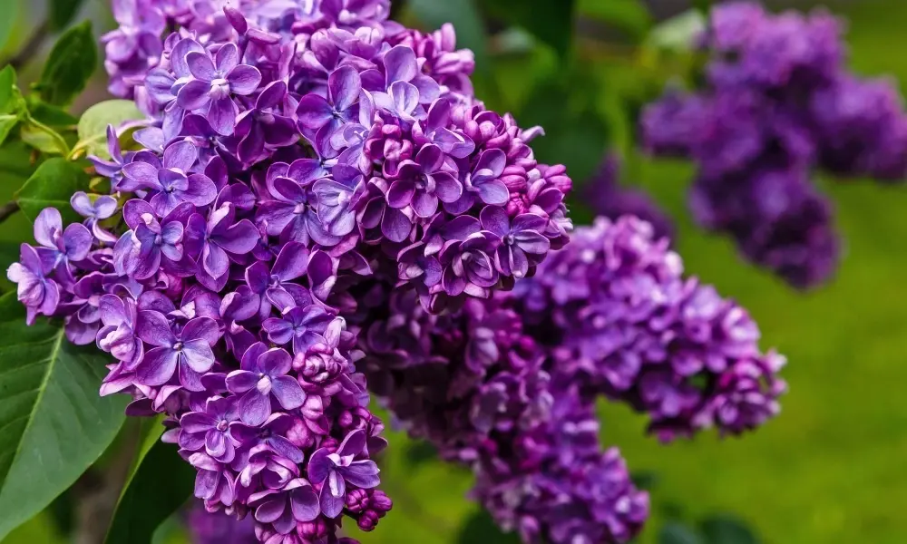 Сирень обыкновенная `Чарльз Джоли``Charles Joly`