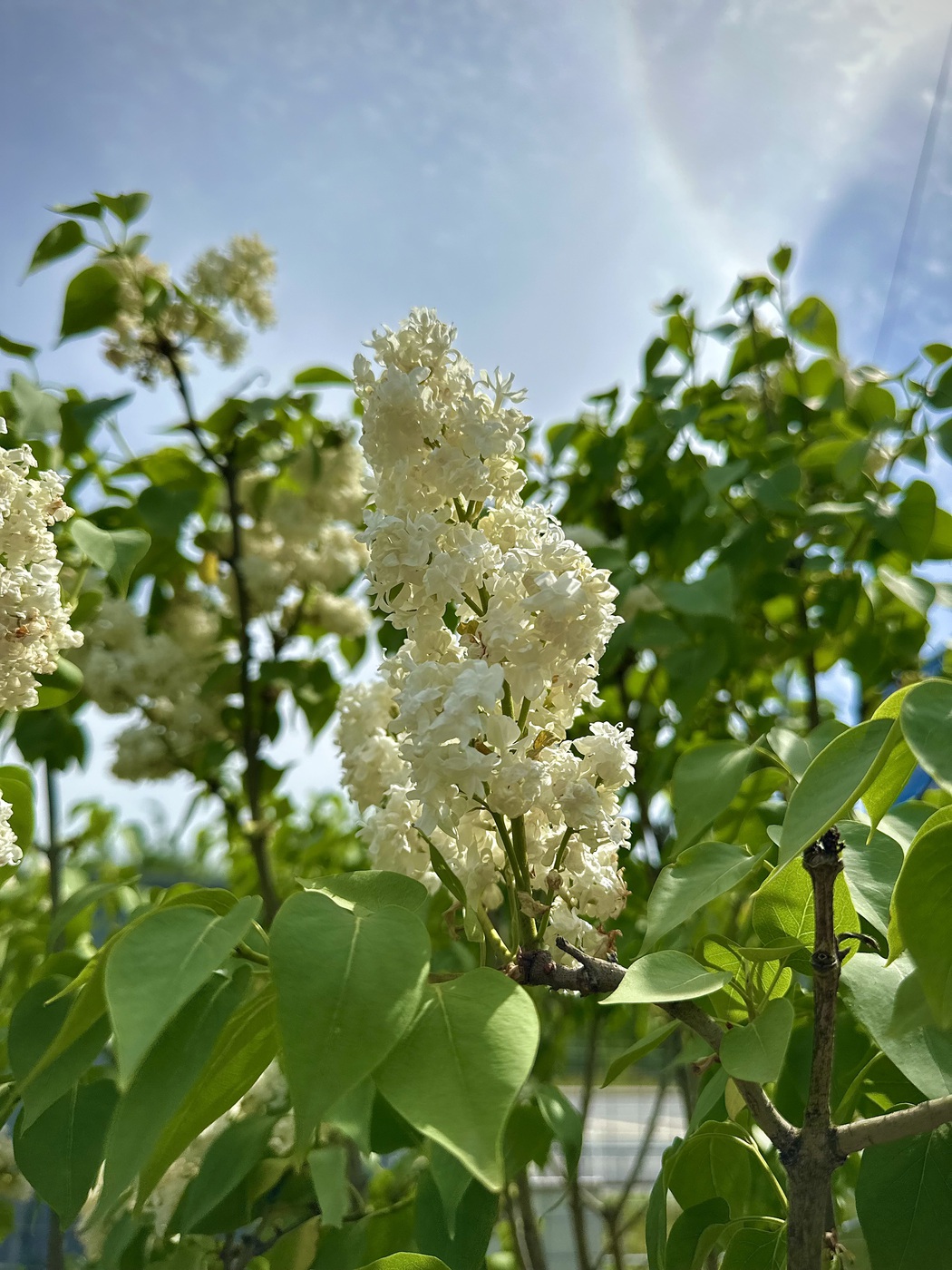 Сирень обыкновенная `Мадам Лемуан``Madame Lemoine`