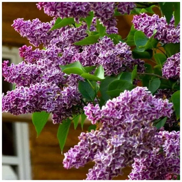 Сирень обыкновенная `Сенсация``Sensation`