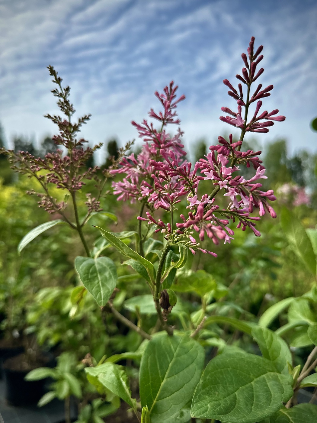 Сирень Персидская