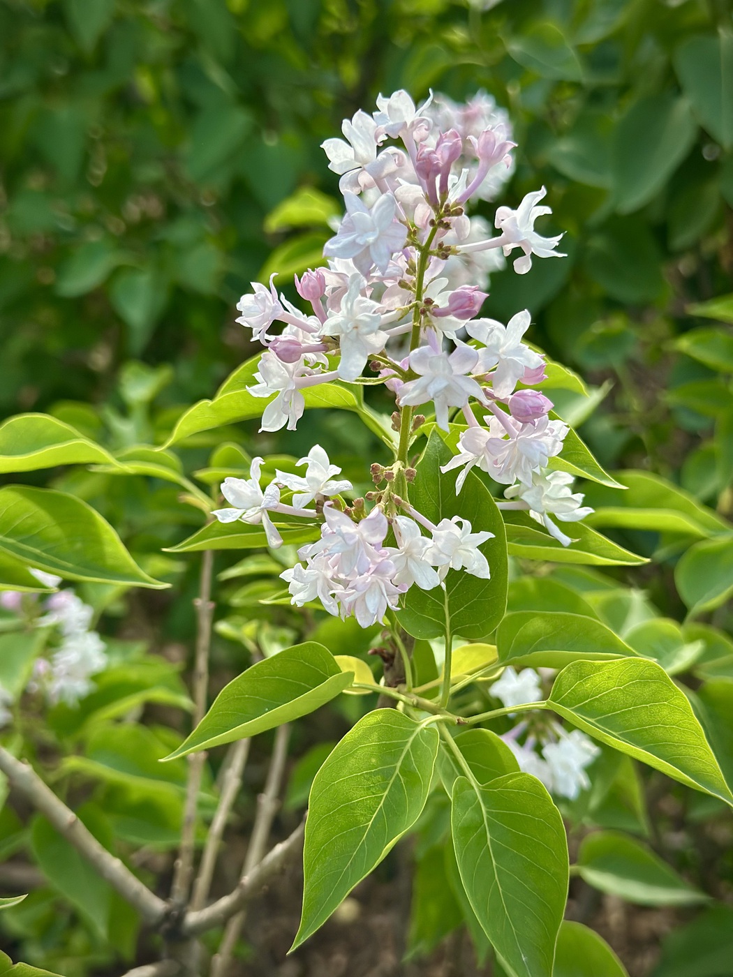 Сирень обыкновенная `Красавица Москвы`