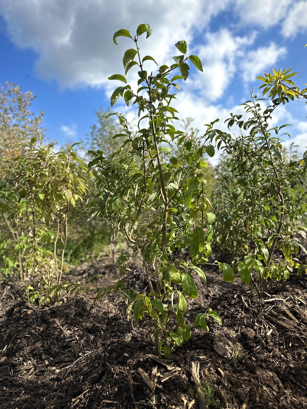 Сирень Персидская