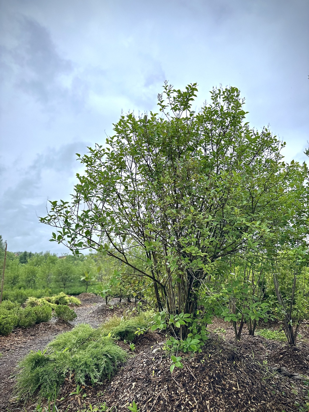 Сирень Венгерская