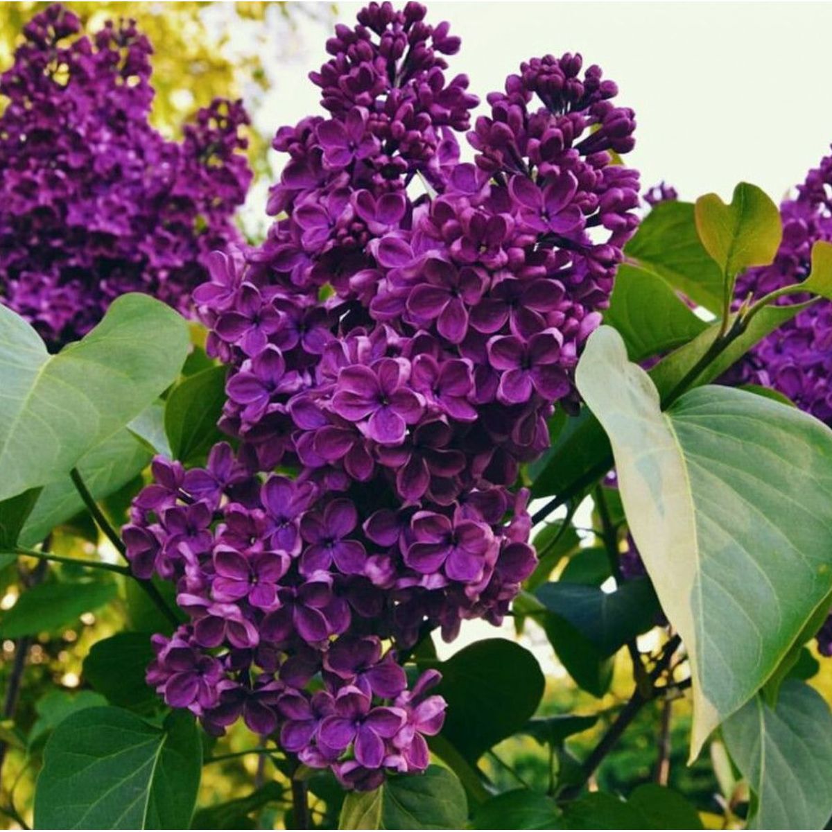 Сирень обыкновенная `Памяти Людвига Шпета` `Andenken an Ludwig Spath`