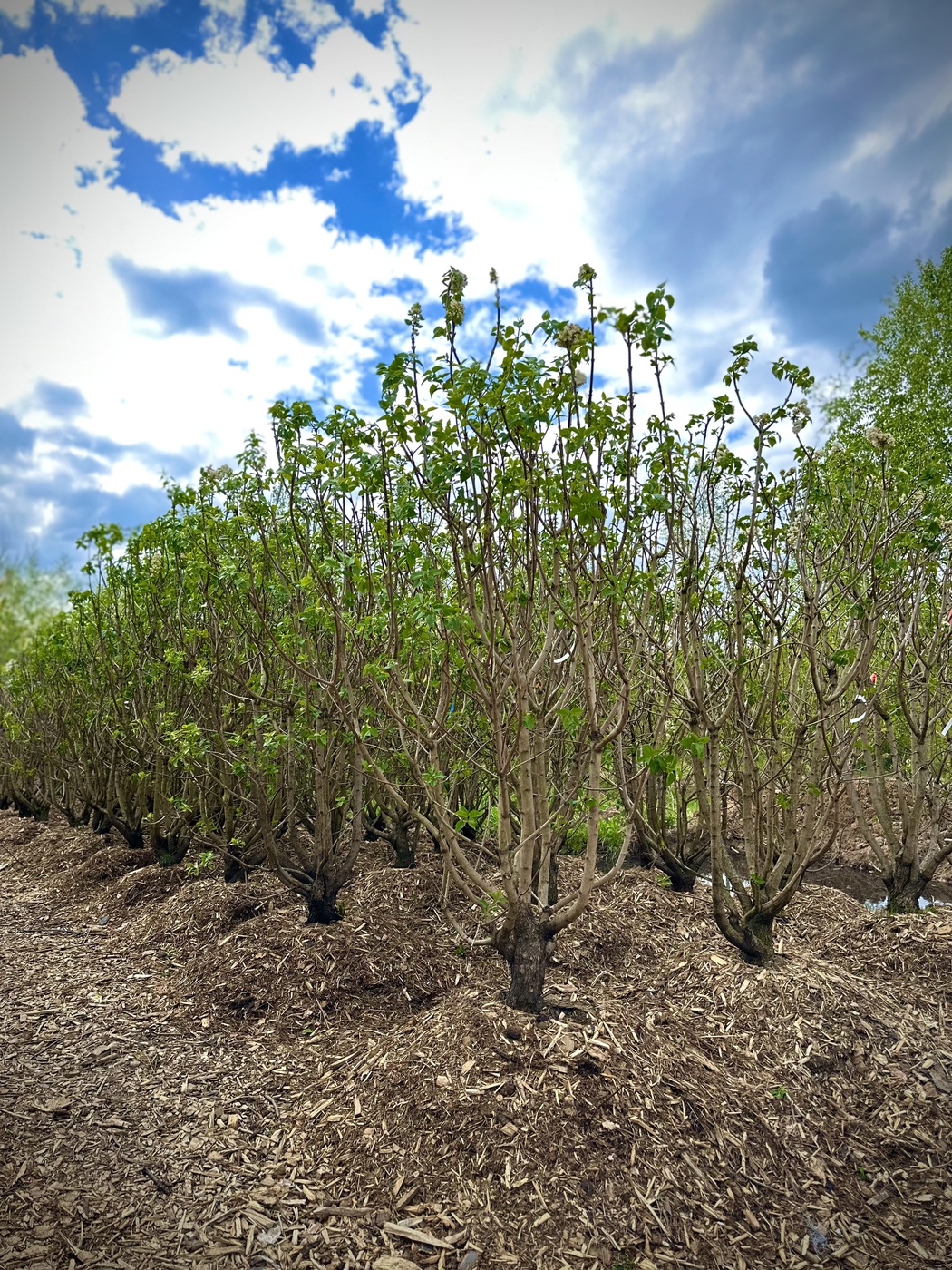 Сирень обыкновенная `Сенсация``Sensation`