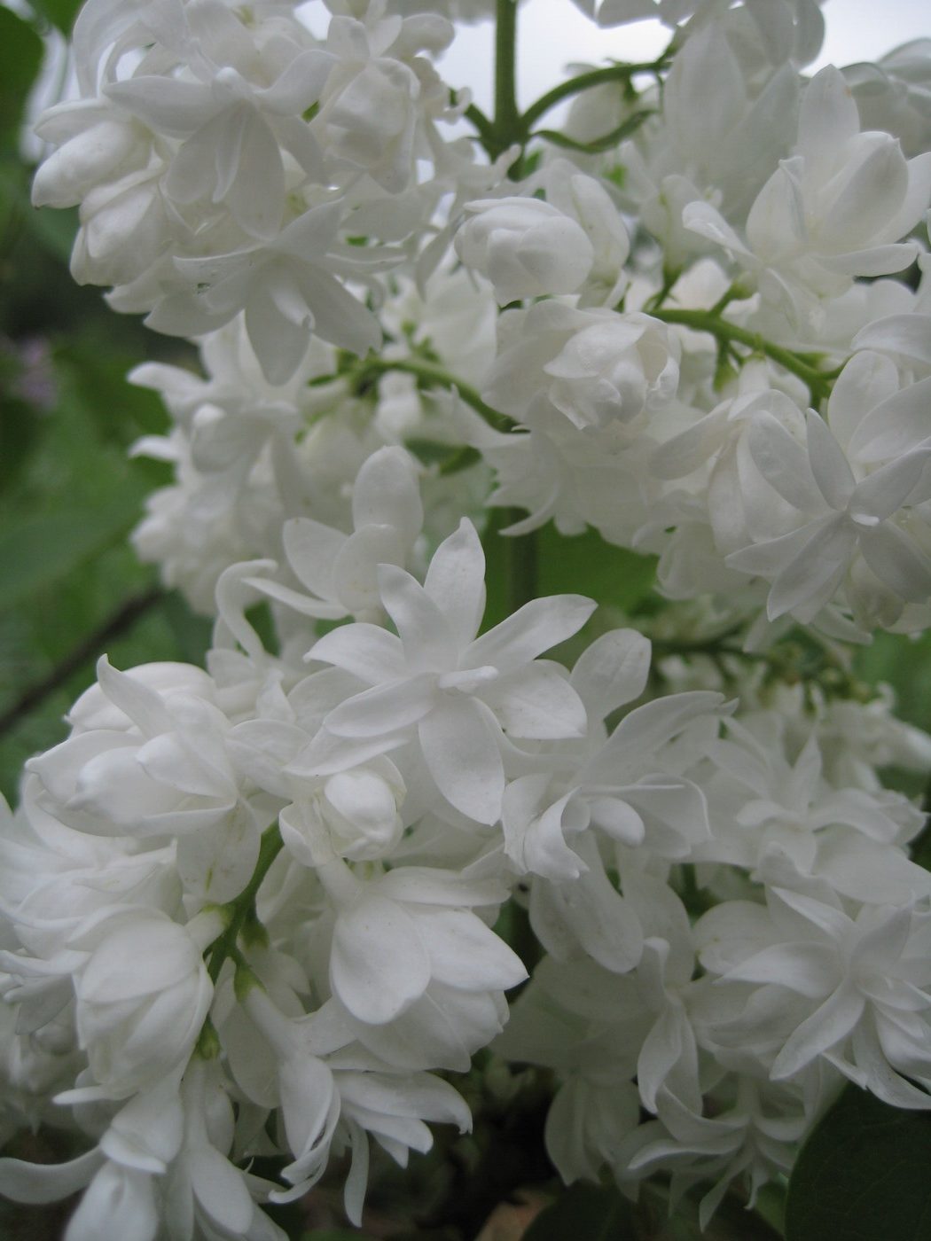 Сирень обыкновенная `Сувенир Алисы Хардинг``Souvenir d Alice Harding`