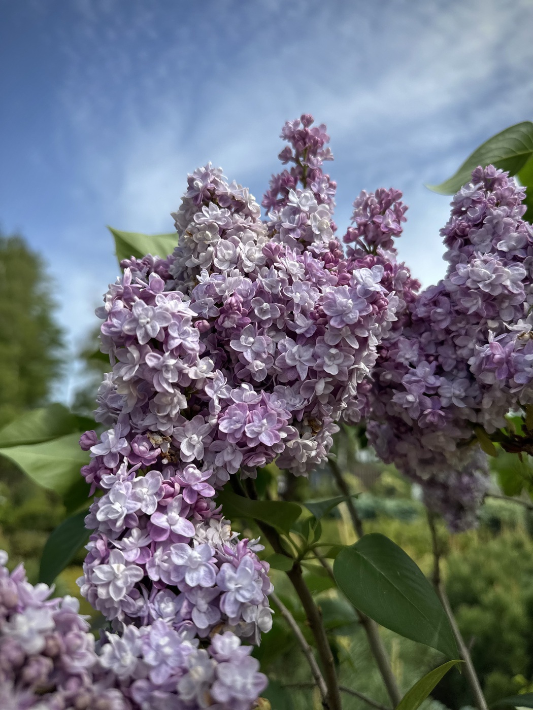 Сирень обыкновенная `Мишель Бюхнер``Michel Buchner`