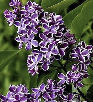 Сирень обыкновенная `Сенсация``Sensation`