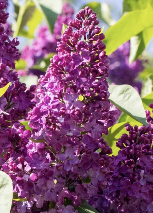 Сирень обыкновенная `Чарльз Джоли``Charles Joly`