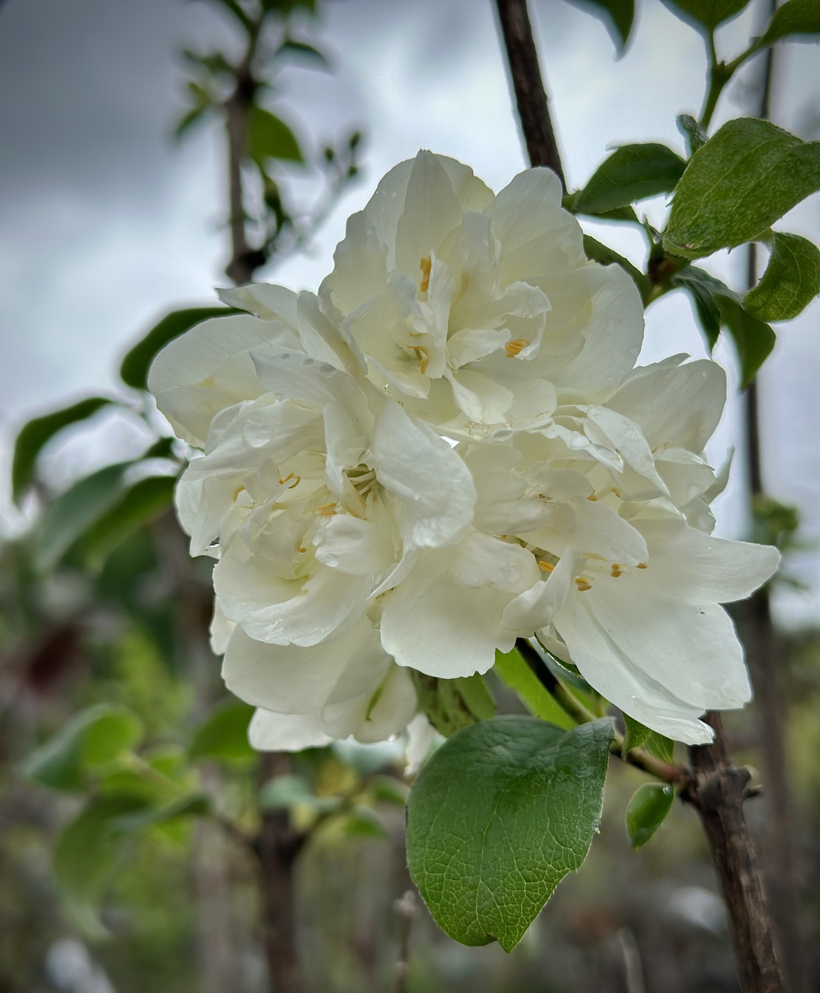 Чубушник Лемуана `Букет Бланк``Bouquet Blanc`