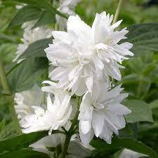 Чубушник Миннесота `Сноуфлейк``Snowflake`