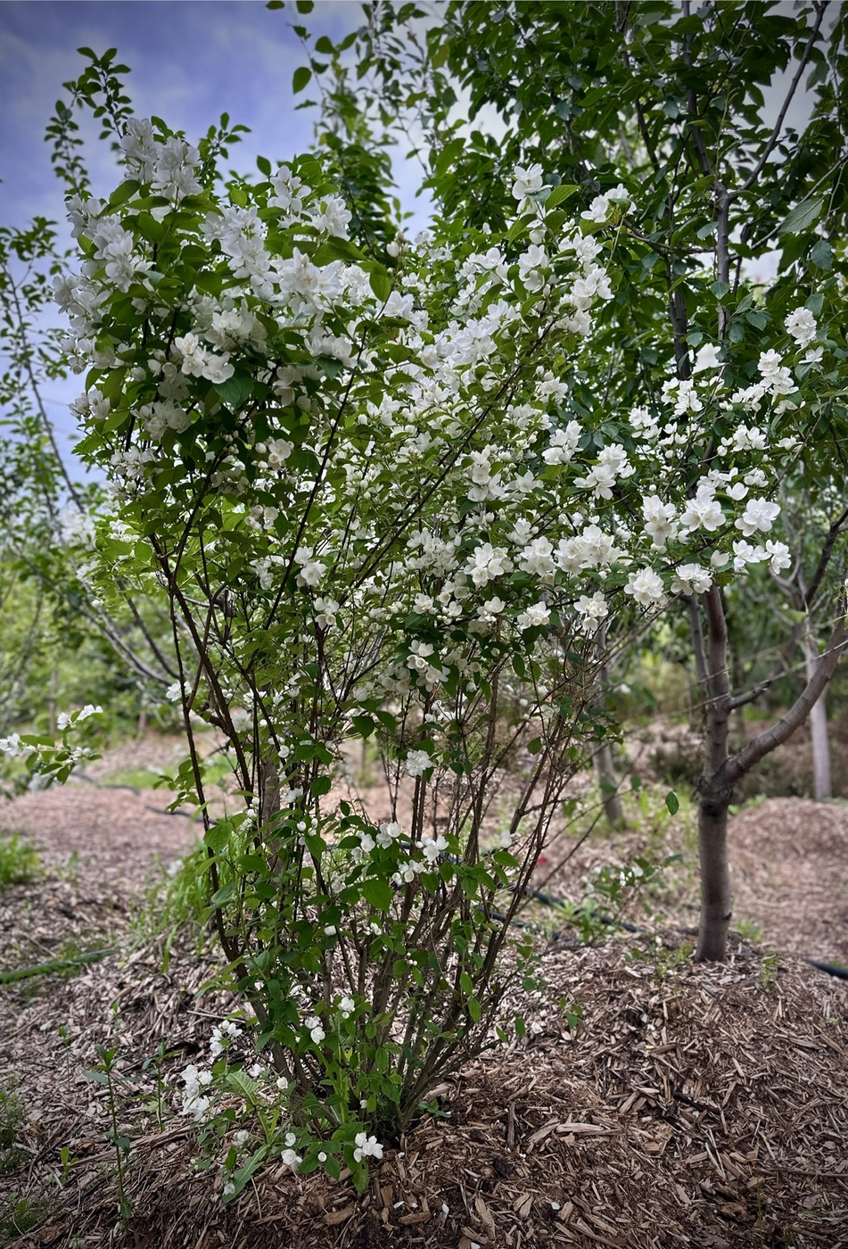 Чубушник гибридный `Вирджинал``Virginal`