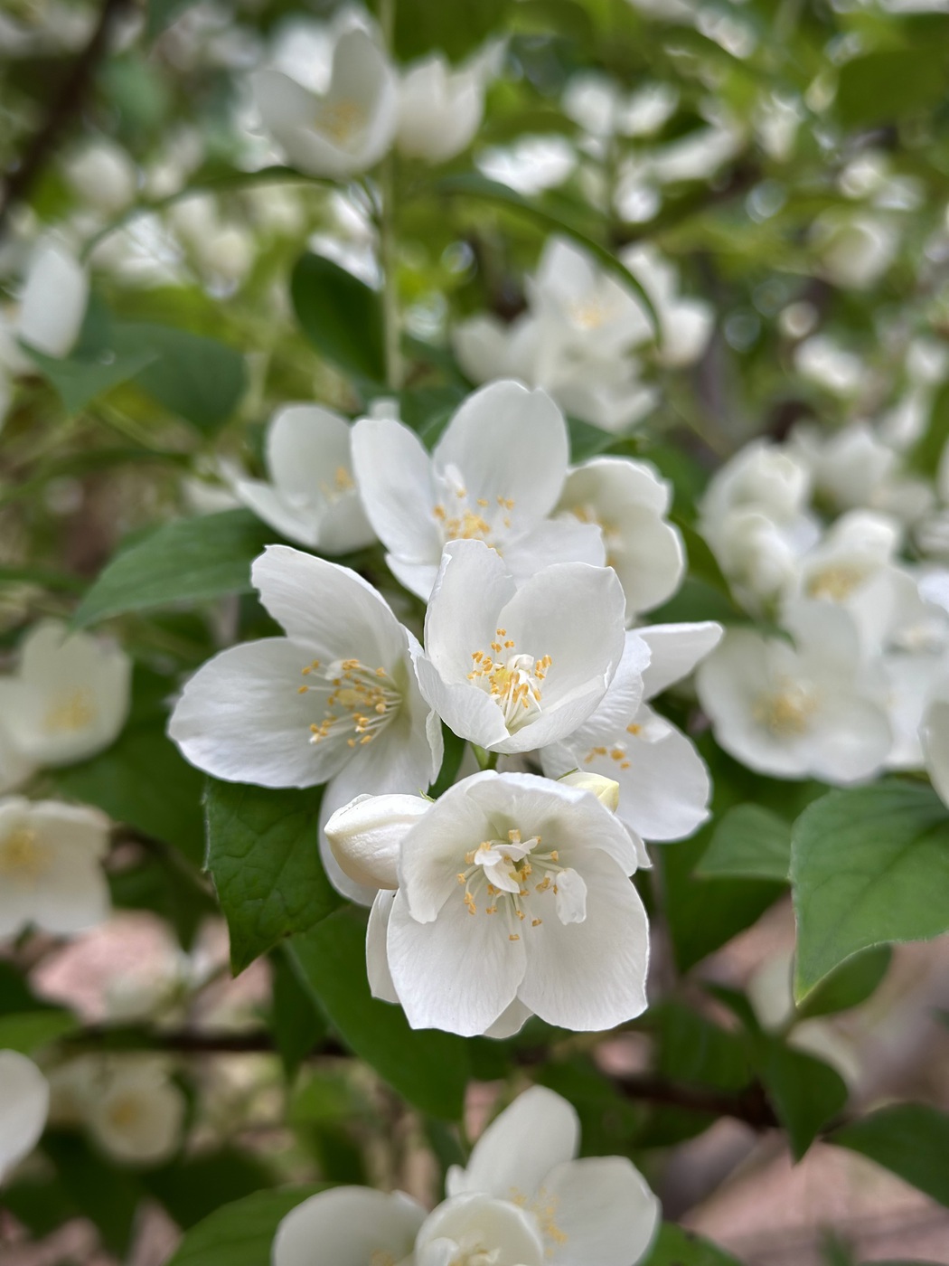 Чубушник гибридный `Вирджинал``Virginal`