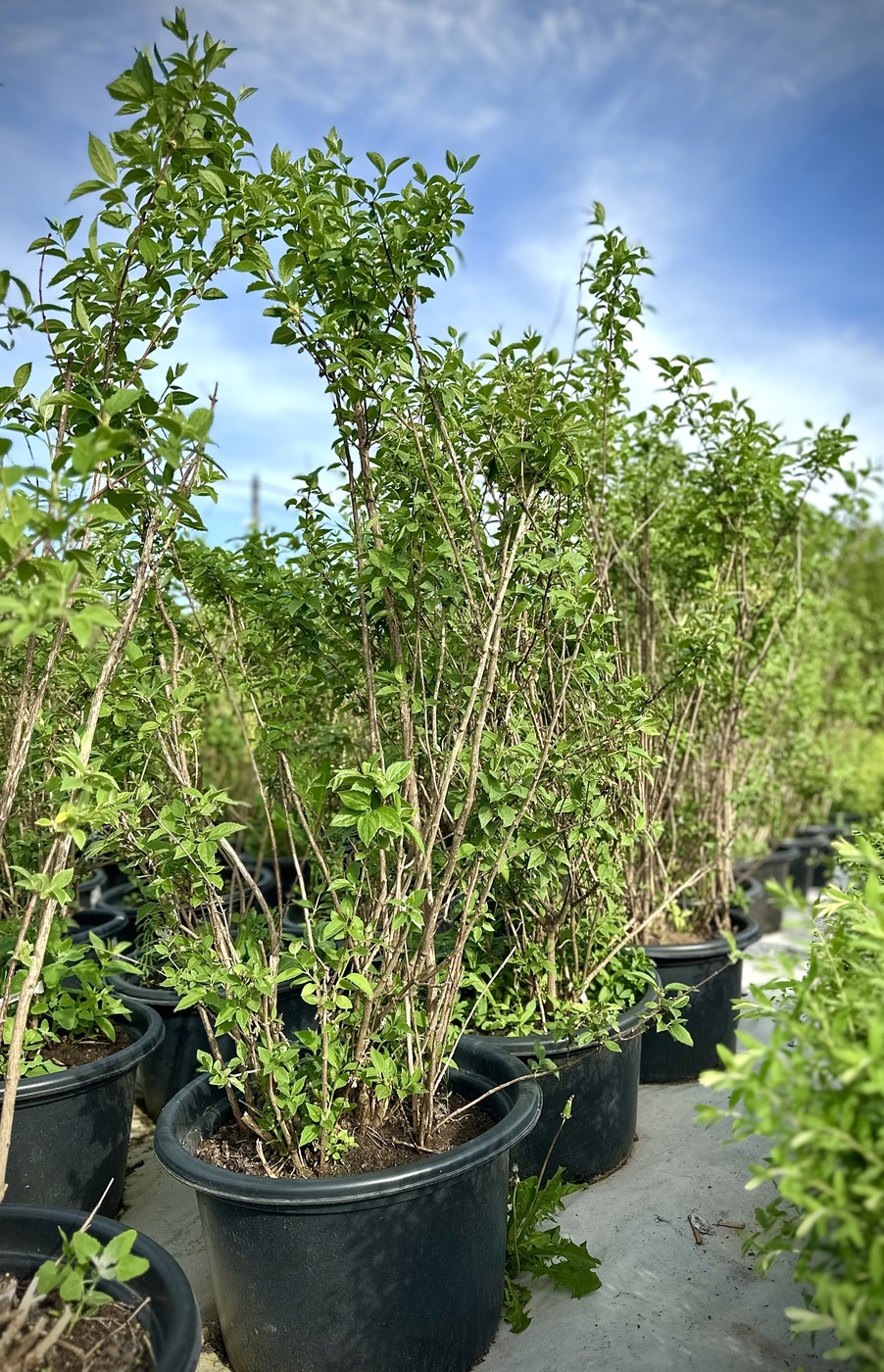 Чубушник гибридный `Вирджинал``Virginal`