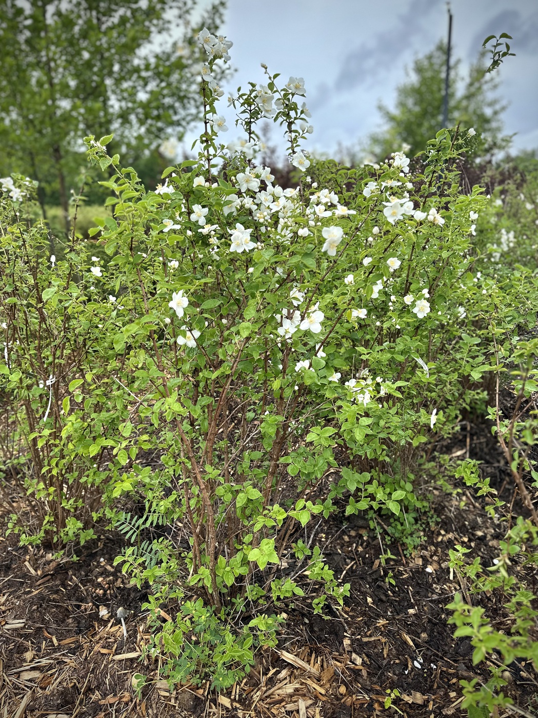 Чубушник венечный `Шнеештурм``Schneesturm`