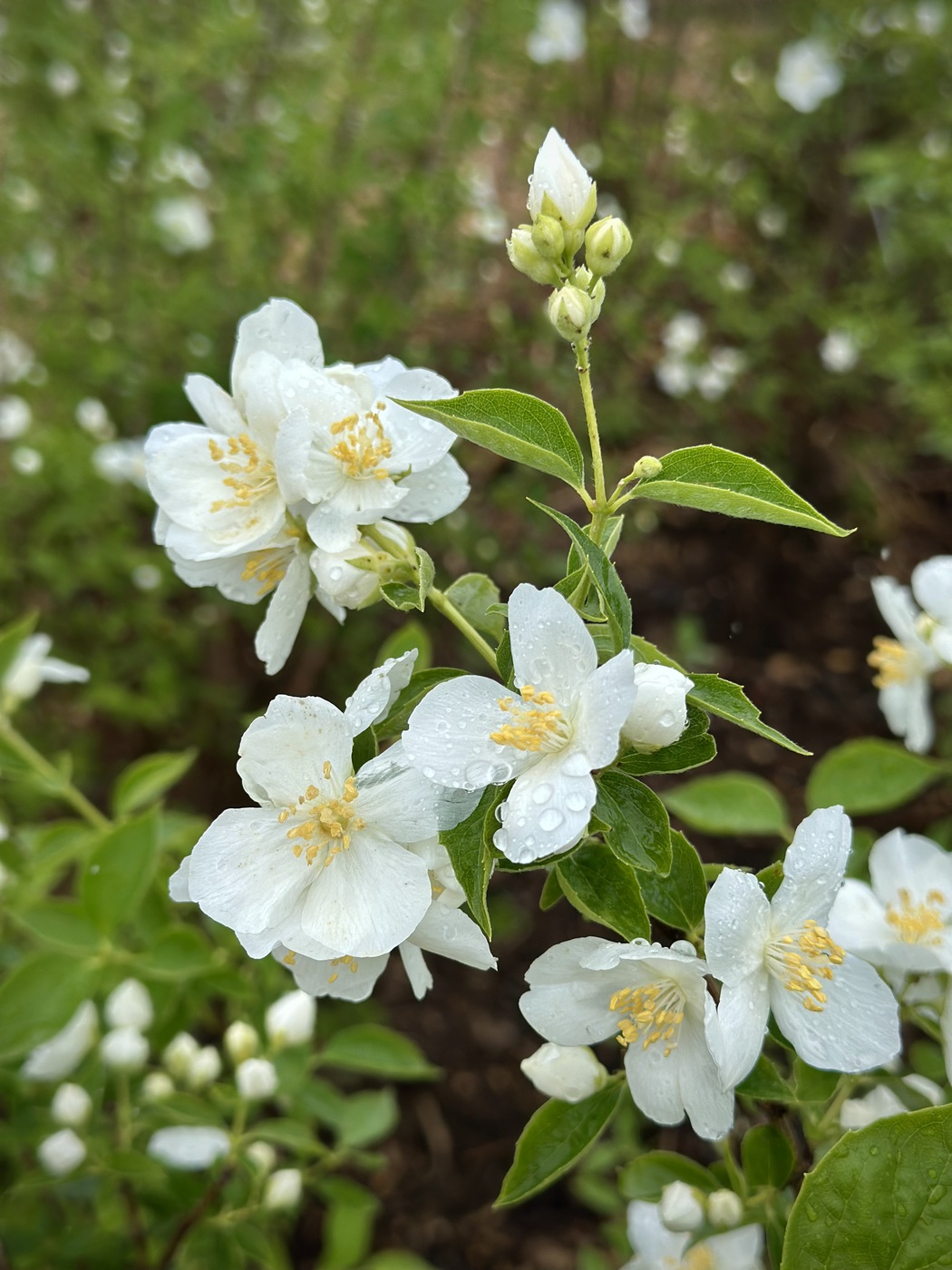 Чубушник венечный `Шнеештурм``Schneesturm`