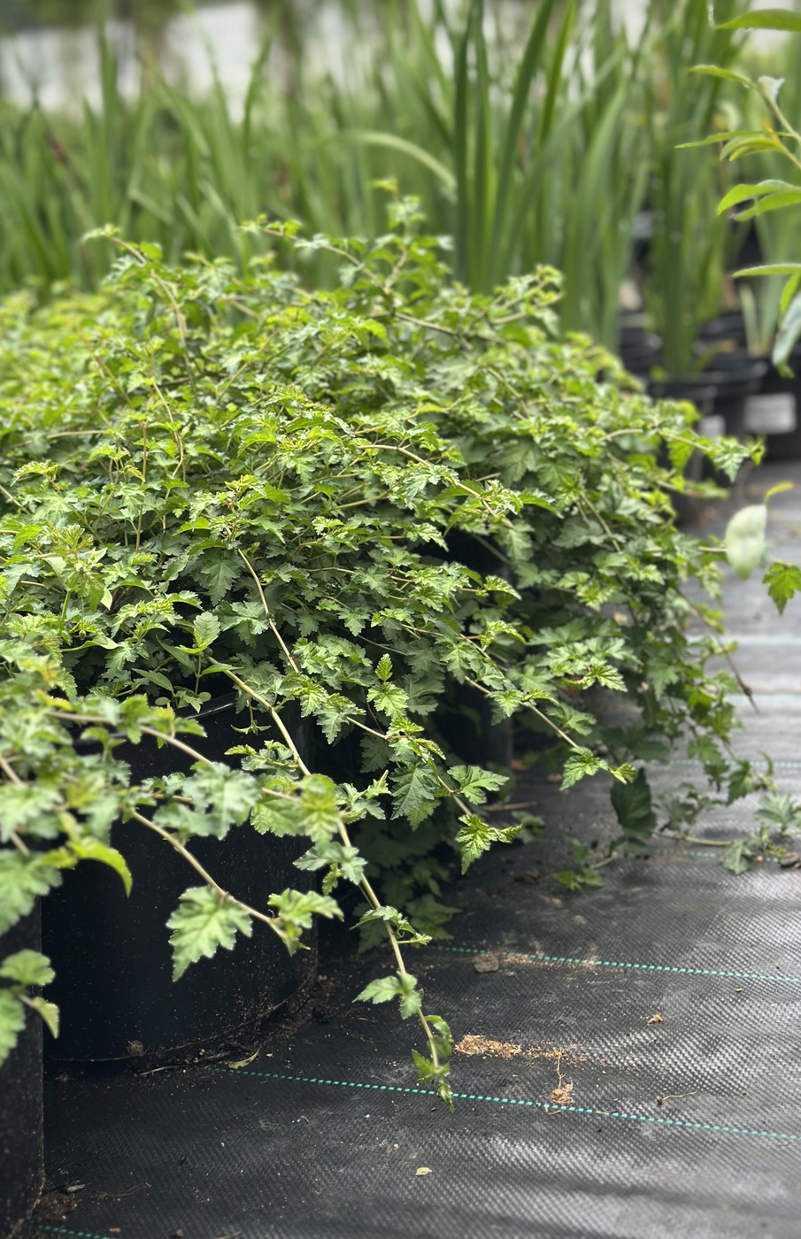 Стефанандра надрезаннолистная `Криспа``Crispa`