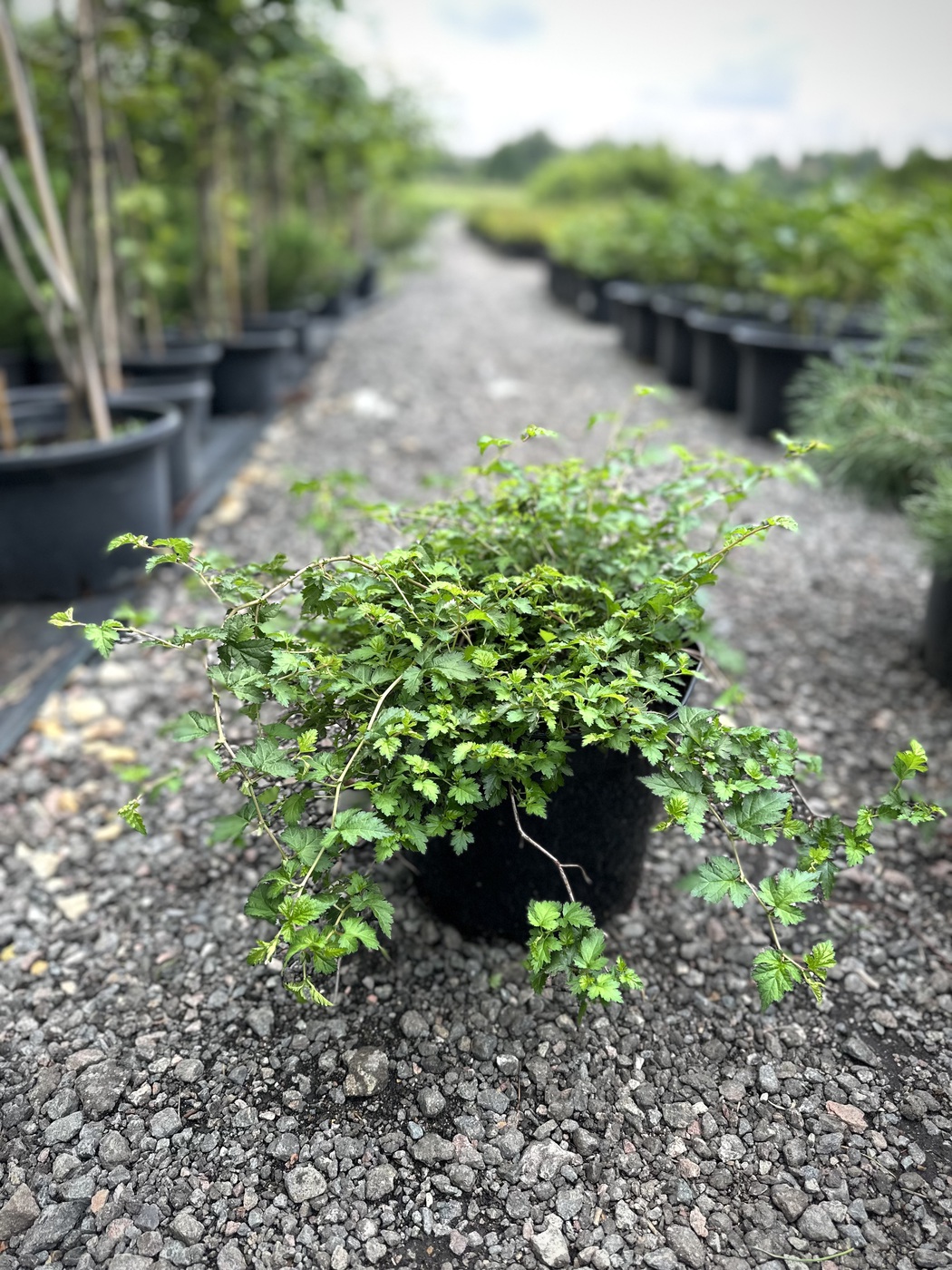 Стефанандра надрезаннолистная `Криспа``Crispa`