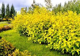 Пузыреплодник калинолистный `Лютеус``Luteus`