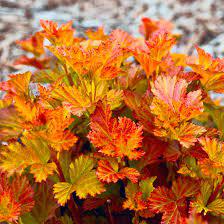 Пузыреплодник калинолистный `Эмбер Джубили``Amber Jubilee`