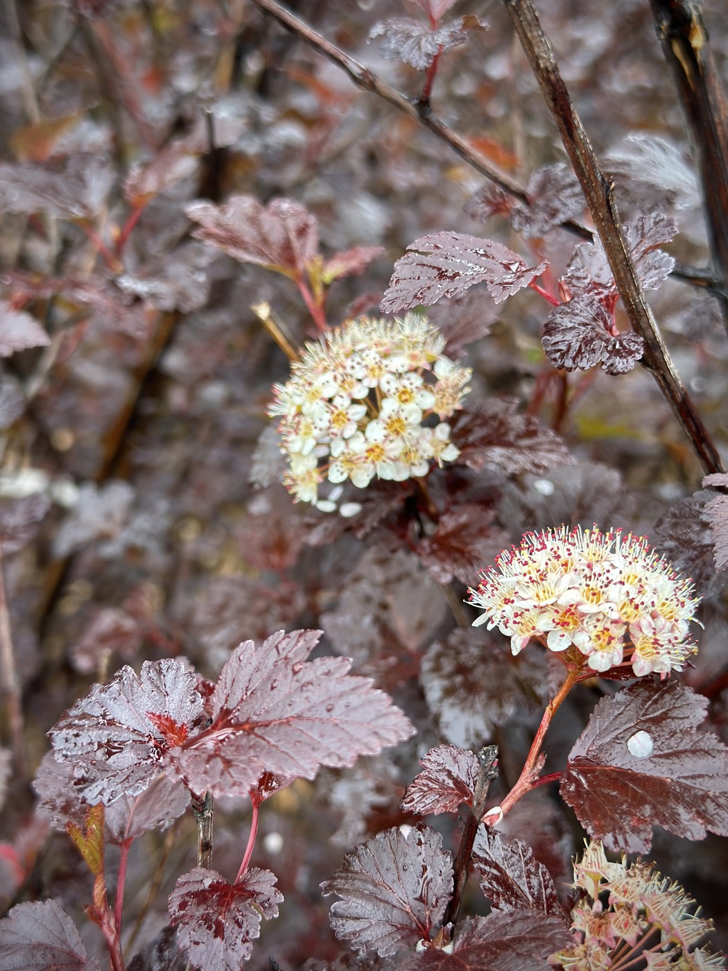 Пузыреплодник калинолистный `Диабло``Diablo`