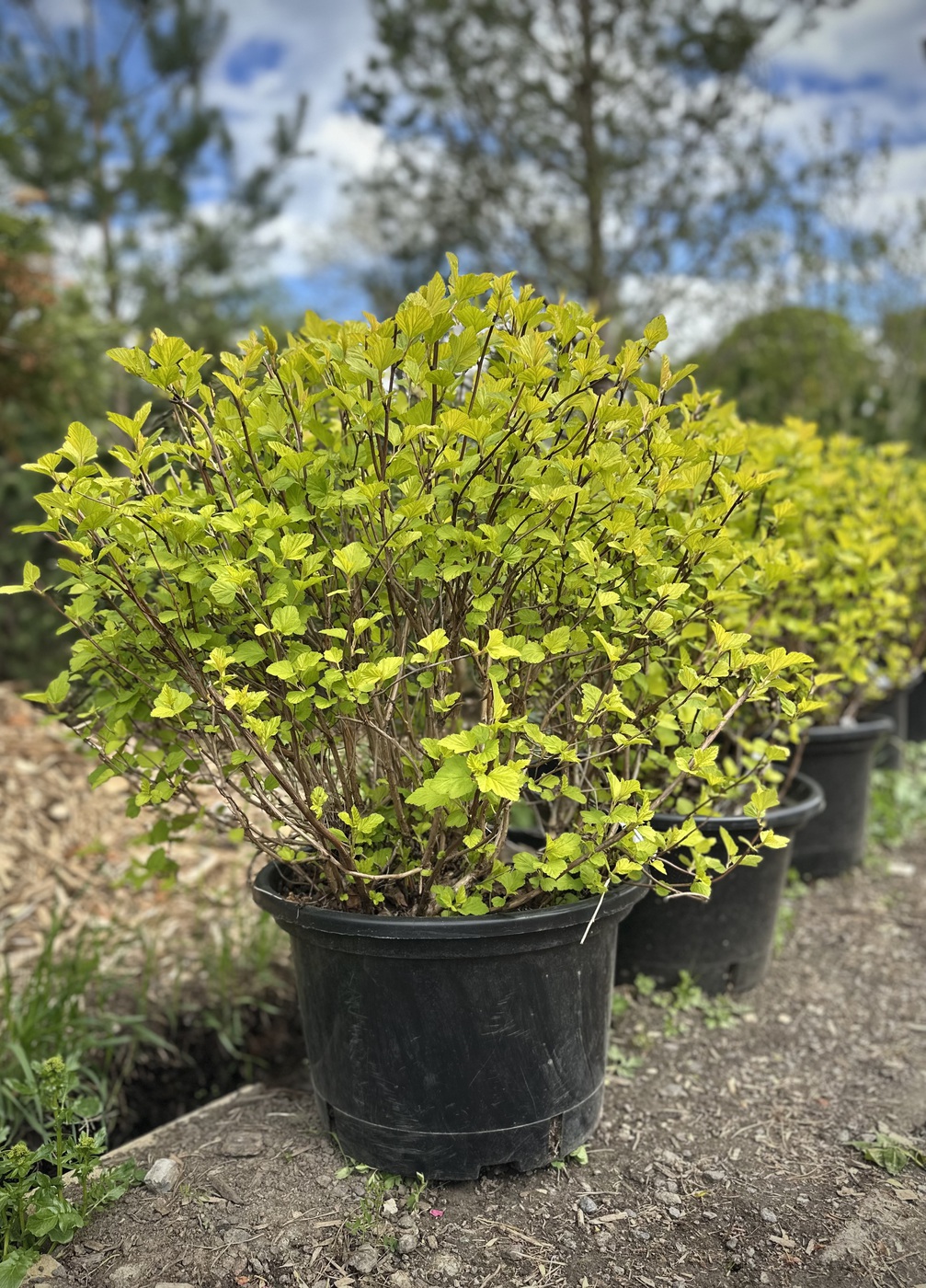 Пузыреплодник калинолистный `Лютеус``Luteus` ШАР