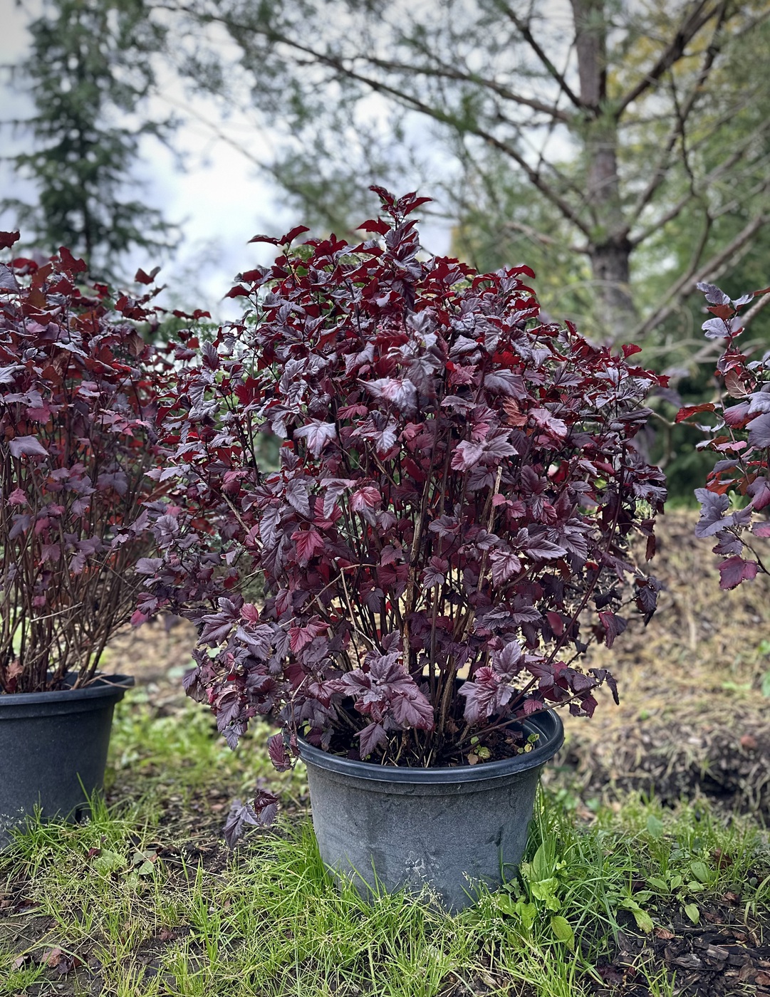 Пузыреплодник калинолистный `Диабло``Diablo` ШАР