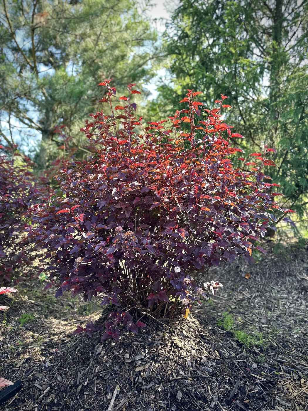Пузыреплодник калинолистный Леди ин Ред (Lady in Red)
