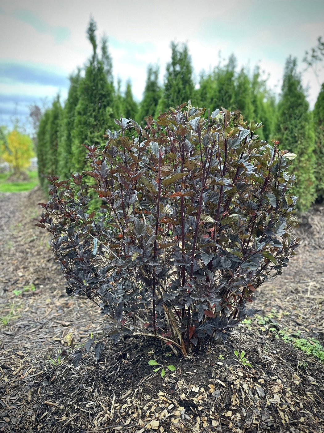 Пузыреплодник калинолистный Ред Барон (Red Baron)
