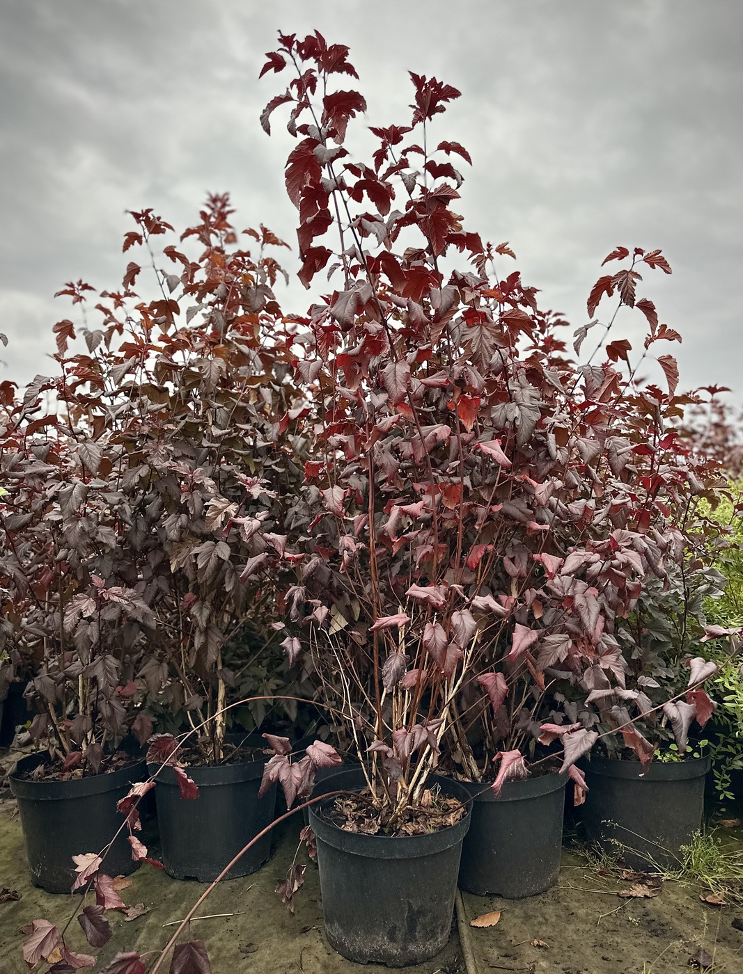 Пузыреплодник краснолистный