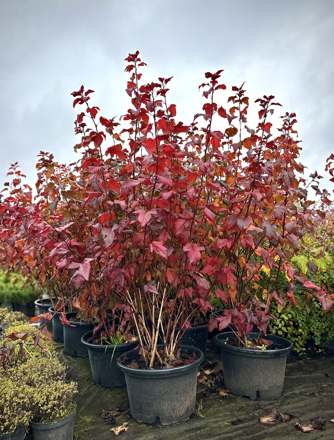 Пузыреплодник краснолистный