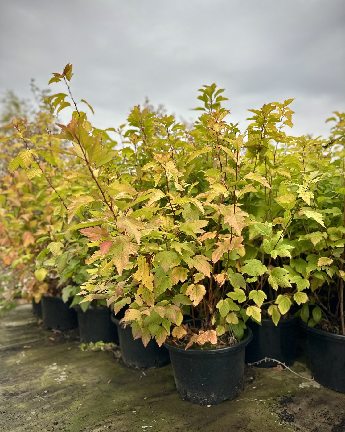 Пузыреплодник калинолистный `Лютеус``Luteus`