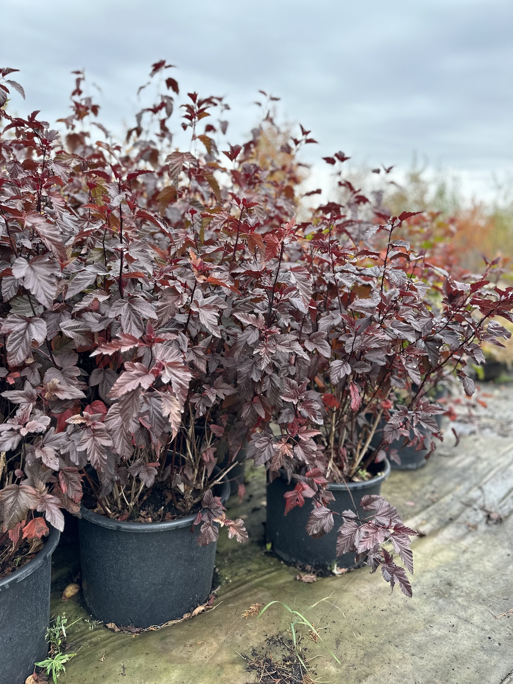 Пузыреплодник краснолистный