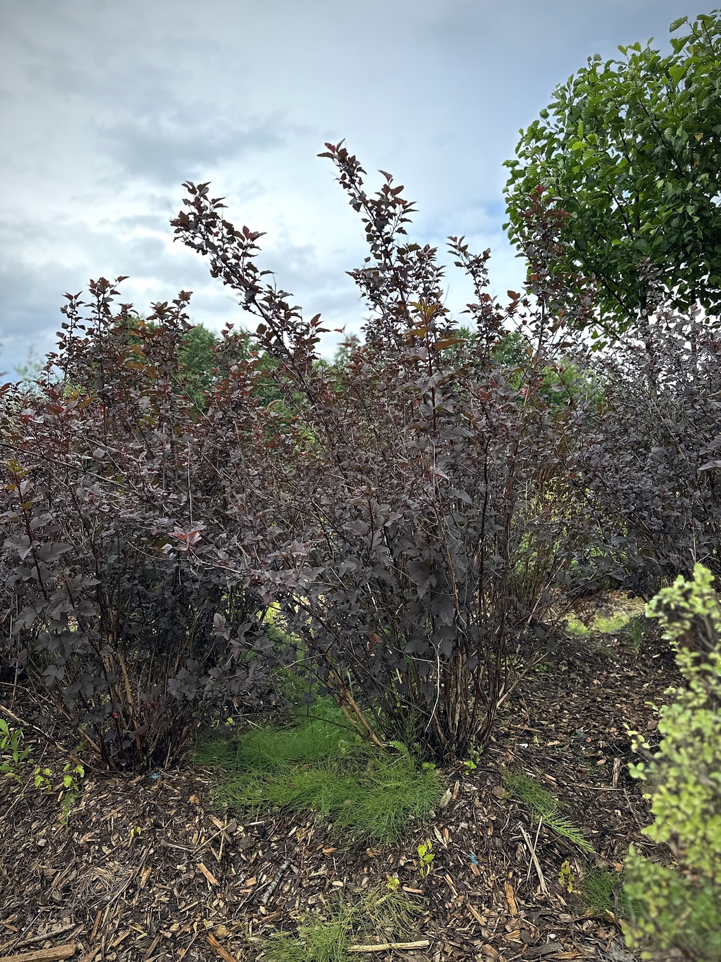 Пузыреплодник калинолистный `Диабло``Diablo`