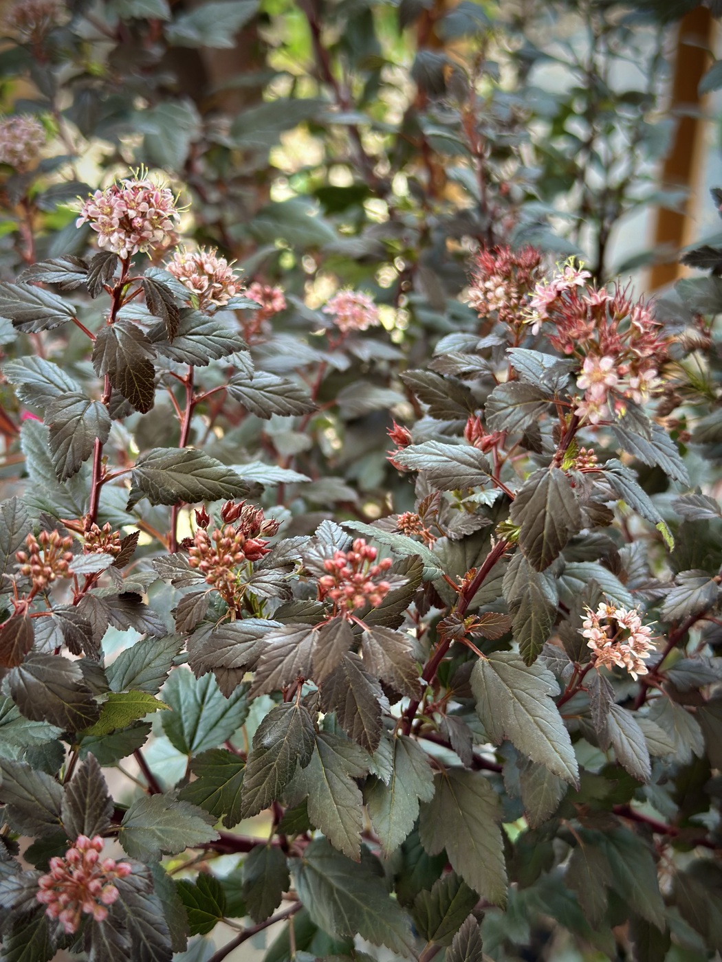Пузыреплодник калинолистный `Литтл Девил``Little Devil`