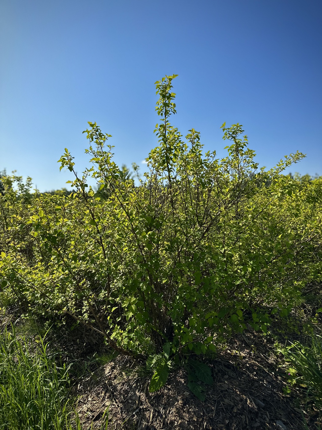 Пузыреплодник калинолистный Дартс Голд (Darts Gold)