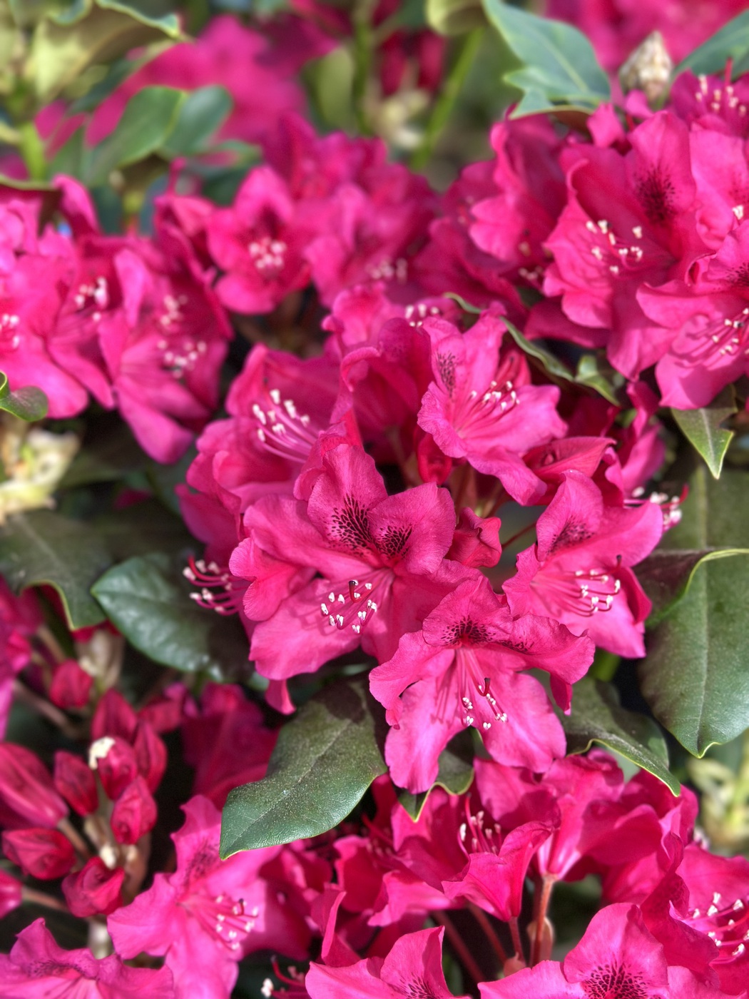 Рододендрон гибридный Нова Зембла (Nova Zembla)