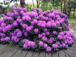 ♥Рододендрон гибридный`Roseum Elegance` (50-60) C10