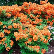 ♥Рододендрон (азалия гибридная) `Golden Eagle` (30-40) C5