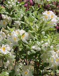 ♥Рододендрон (азалия гибридная) `Persil` (30-40) C5