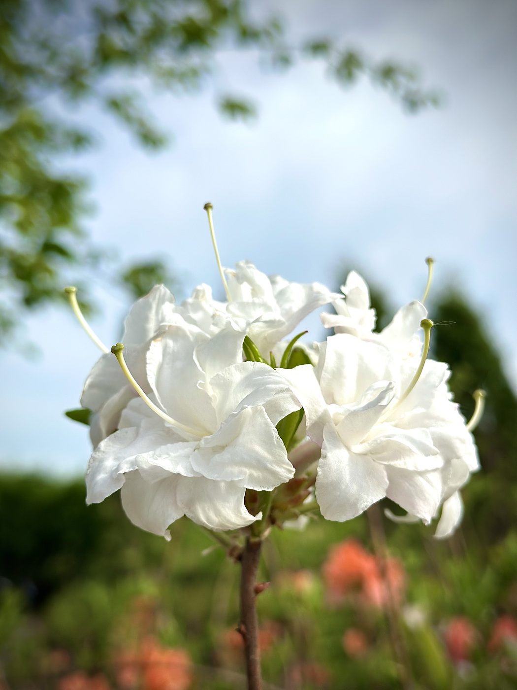 Рододендрон (азалия гибридная) Вайтроут (Whitethroat)