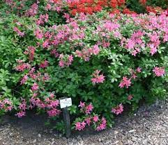 ♥Рододендрон (азалия гибридная) `Jolie Madame` (30-40) C10