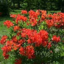 ♥Рододендрон (азалия гибридная) `Fireball`