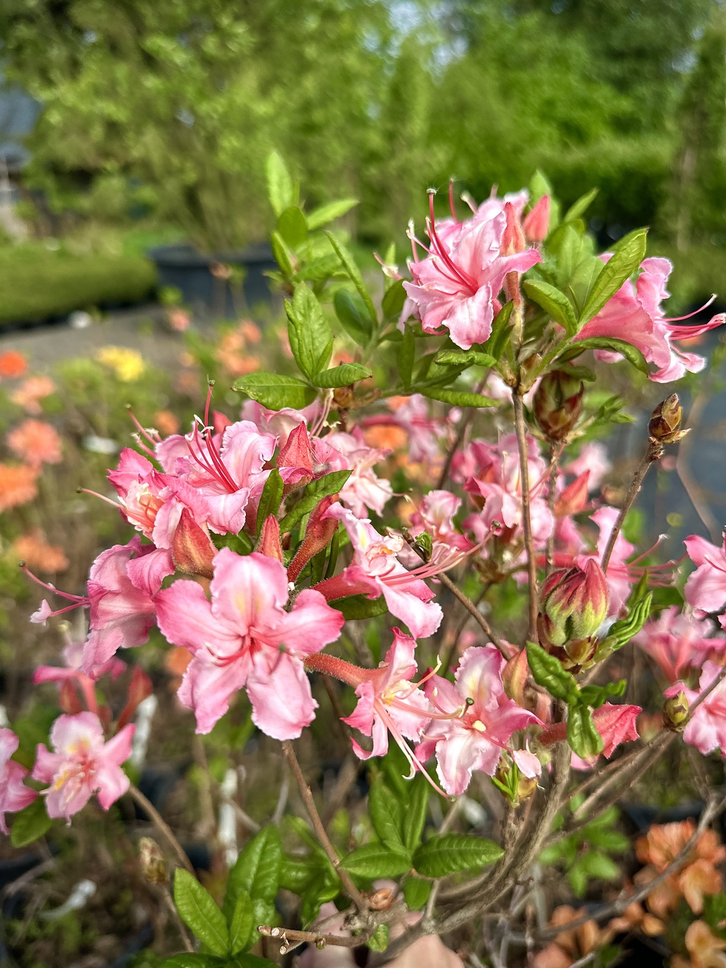 Рододендрон (азалия гибридная) Корнель (Corneille)
